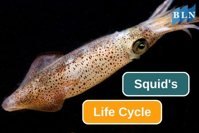 5 Stages Of Squid’s Life Cycle
